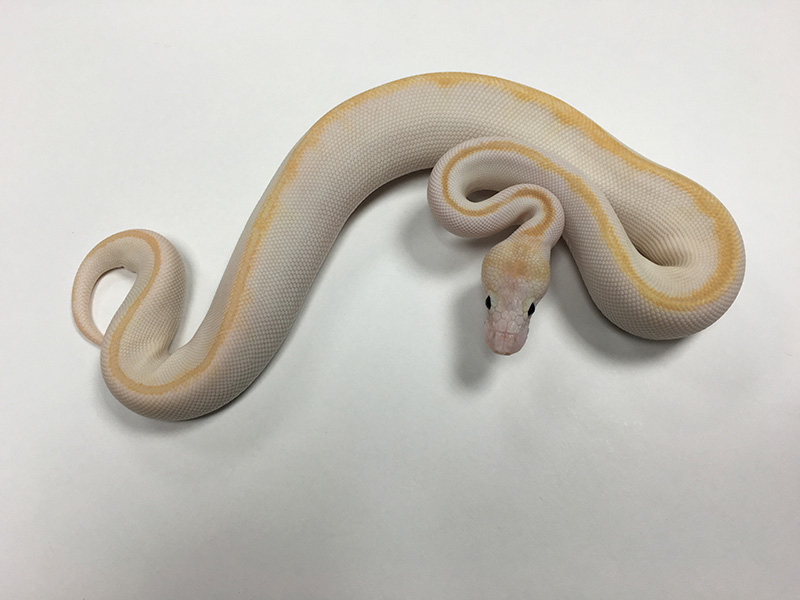 Champagne Pastel Super Special - Morph List - World of Ball Pythons