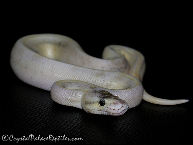 Champagne Pastel Yellow Belly