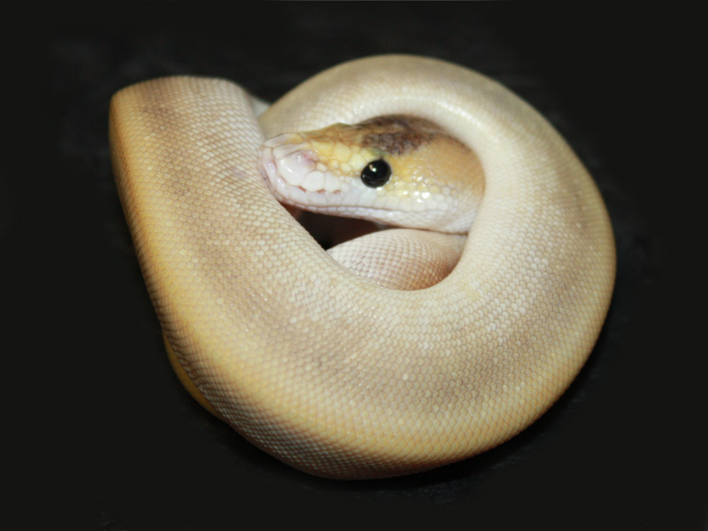 Champagne Pinstripe Mojave