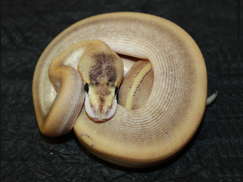 Champagne Pinstripe Mojave