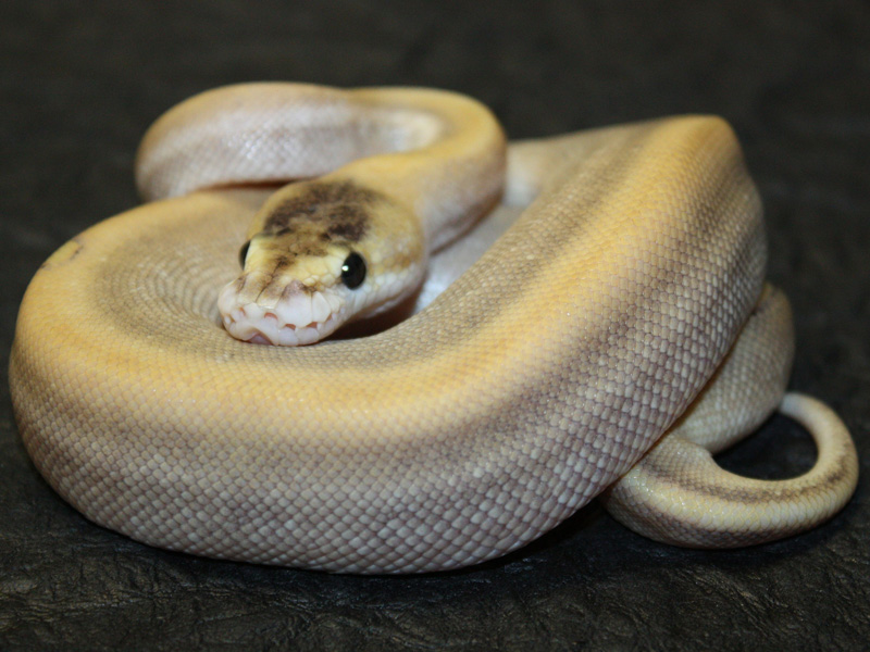 Champagne Pinstripe Mojave