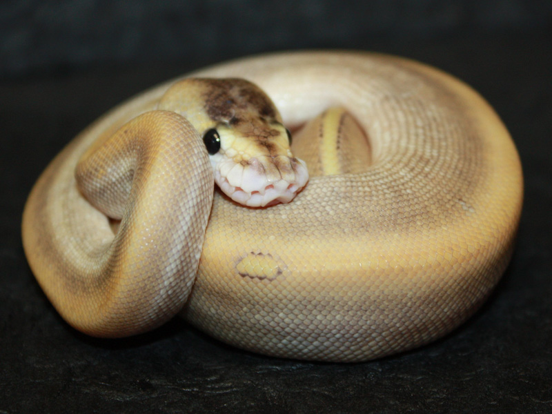 Champagne Pinstripe Mojave