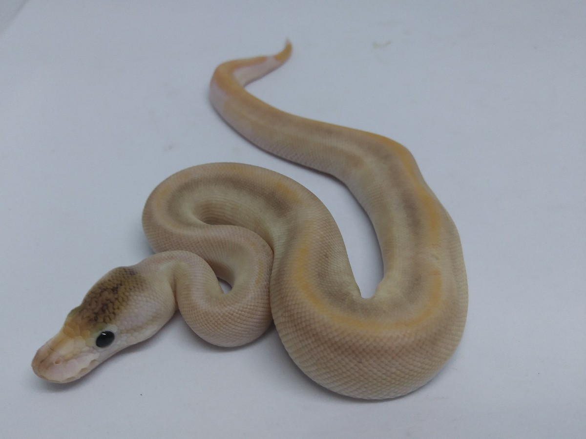 Champagne Russo Het Leucistic Vanilla