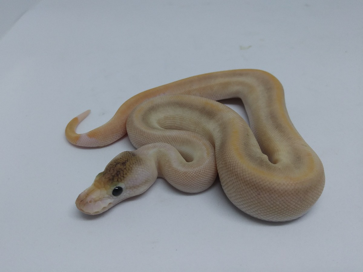 Champagne Russo Het Leucistic Vanilla