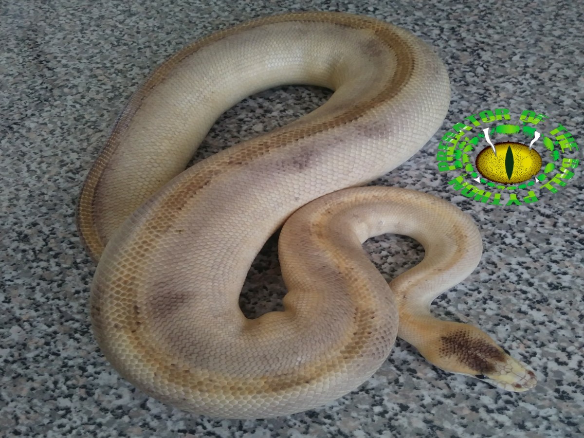 Champagne Russo Het Leucistic