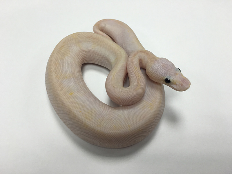 Champagne Super Pastel Vanilla