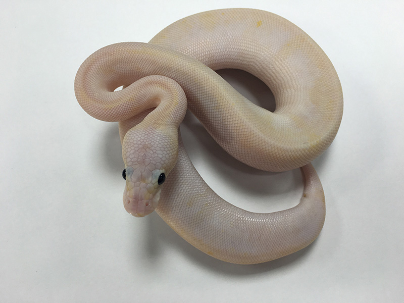 Champagne Super Pastel Vanilla