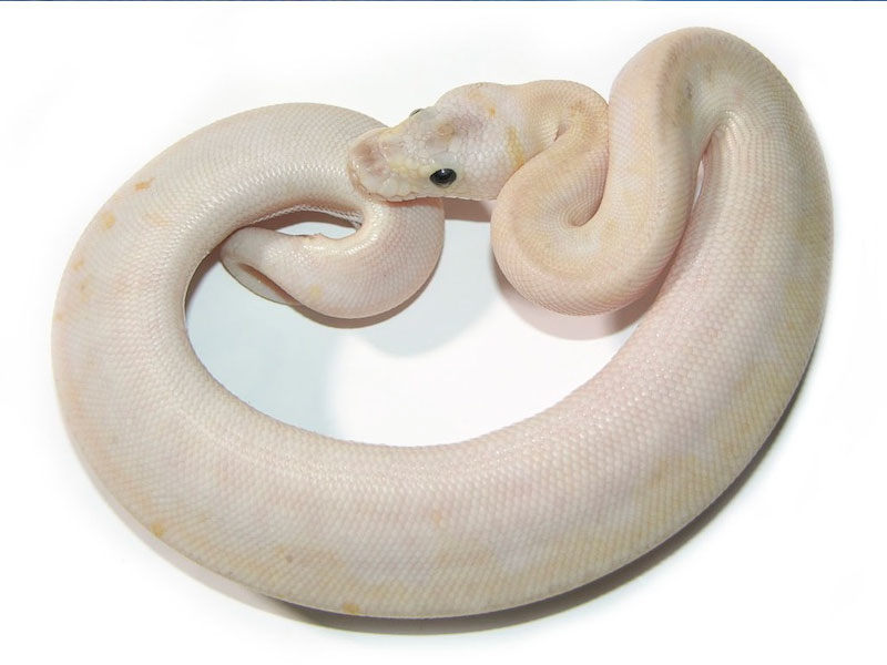 Champagne Super Pastel - Morph List - World of Ball Pythons