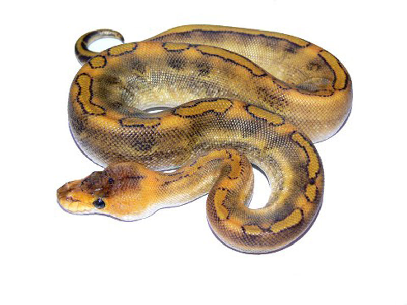 Champagne Yellow Belly 