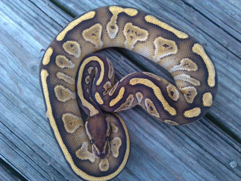 Charcoal Mojave Yellow Belly