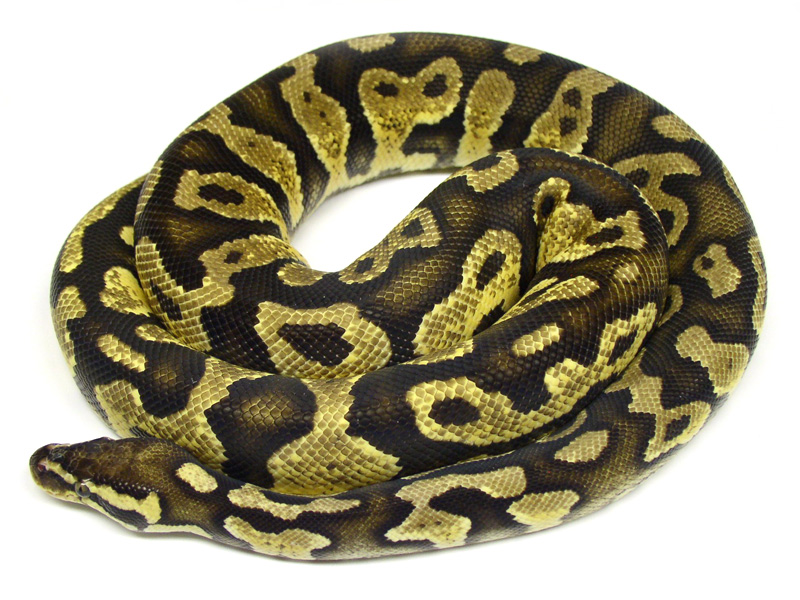 Chocolate Pastel Yellow Belly - Garcia line