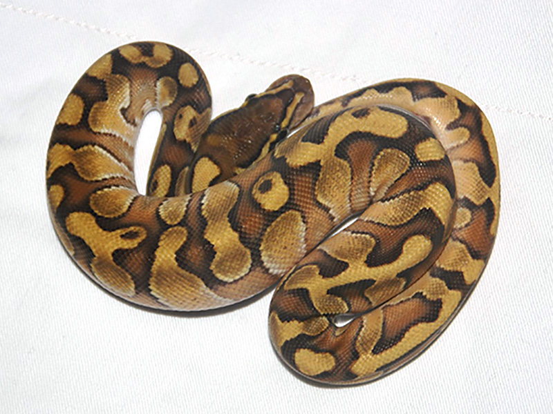 Chocolate Enchi Lesser Pastel