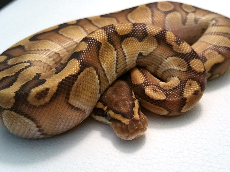 Chocolate Enchi Lesser Pastel