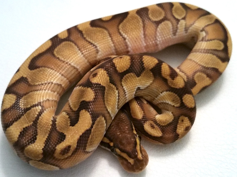 Chocolate Enchi Lesser Pastel