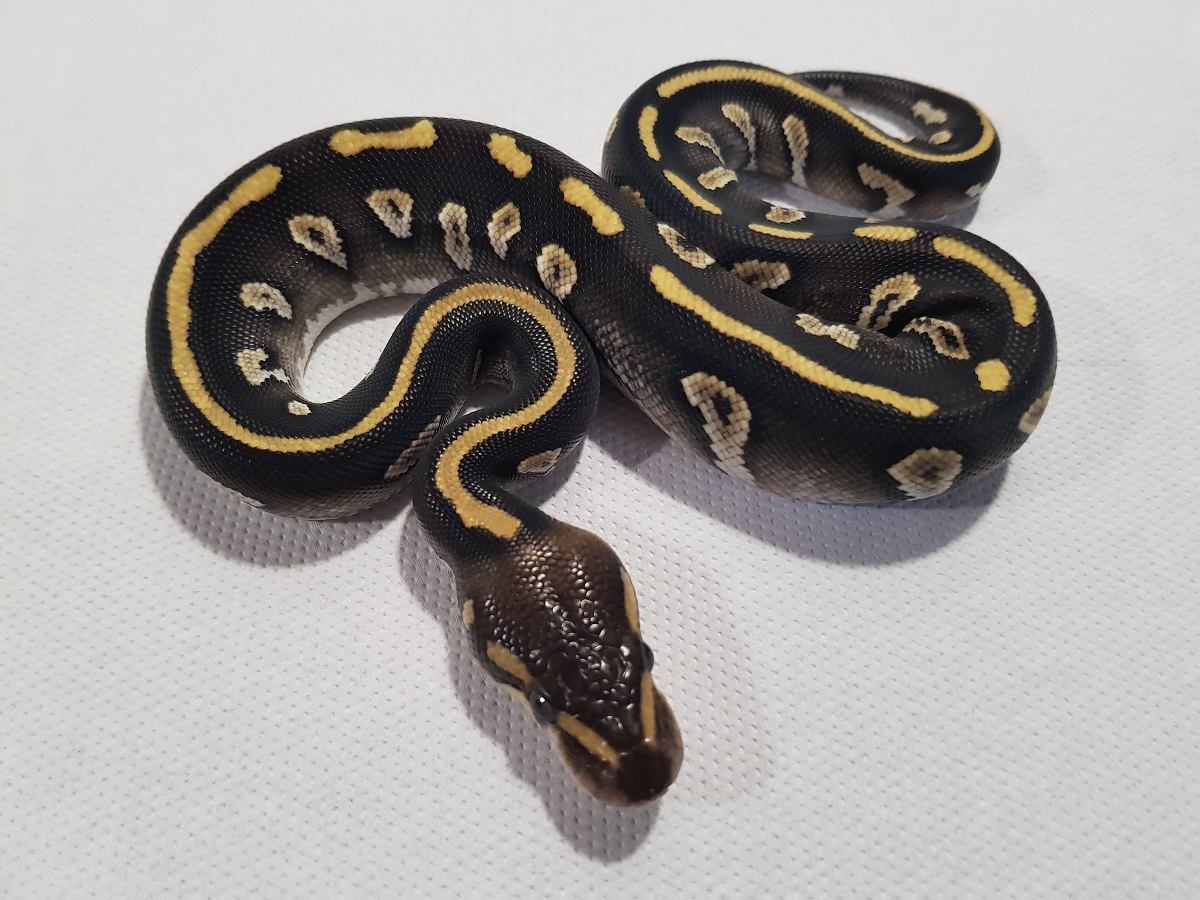 Chocolate Enchi Mojave