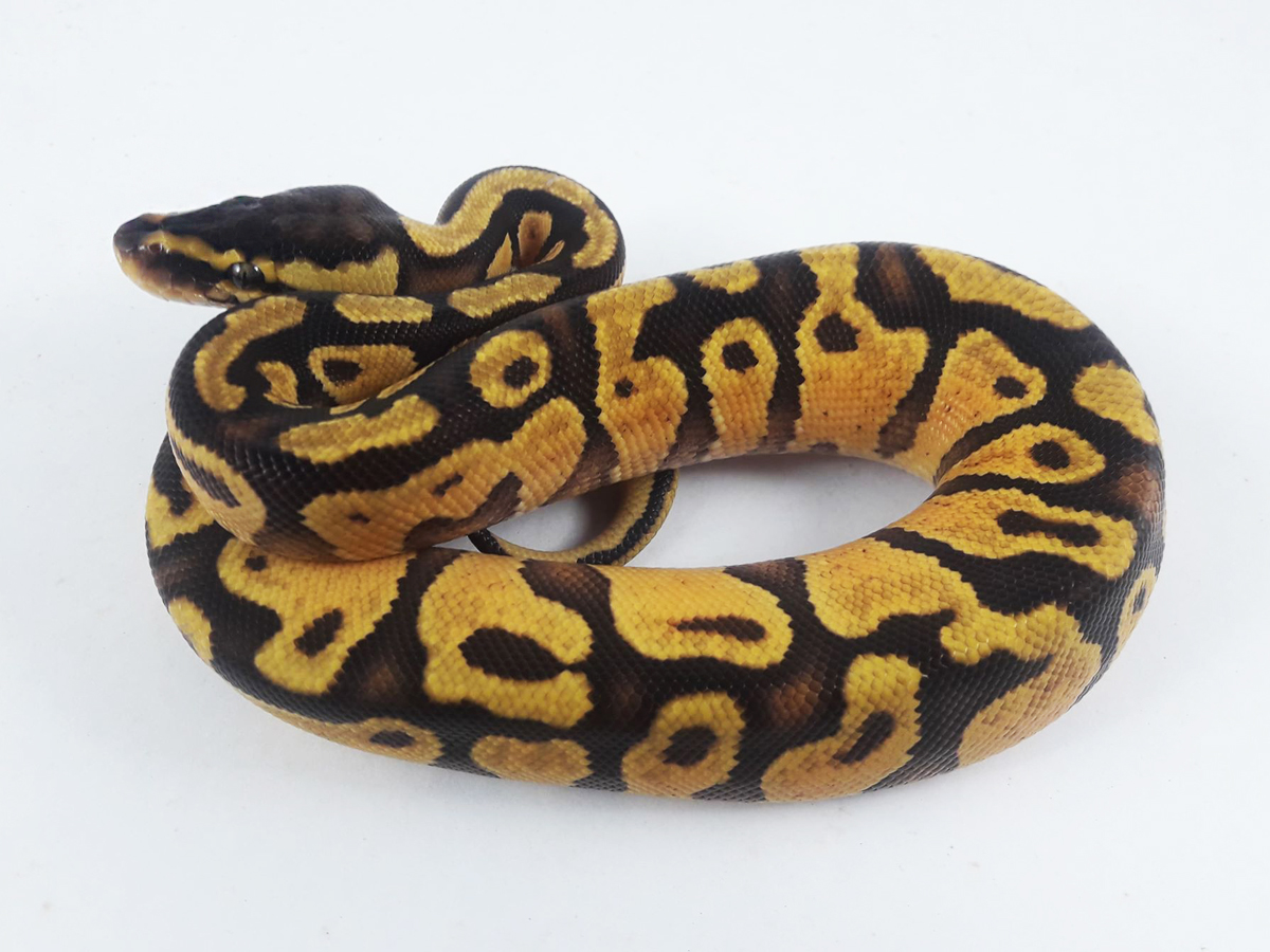 Chocolate Enchi Pastel Yellow Belly