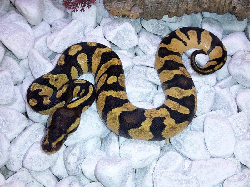 Chocolate Enchi Pastel