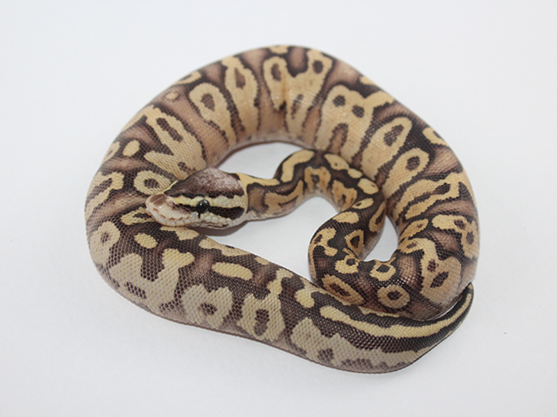 Chocolate Fire Super Pastel Yellow Belly