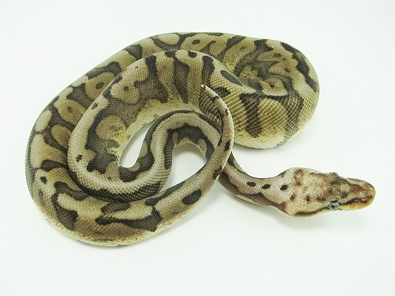 Chocolate Het Red Axanthic Pastel Spider