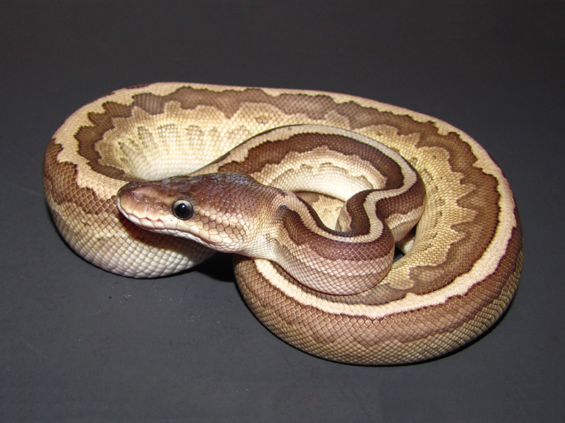 Chocolate Lesser Pastel Pinstripe