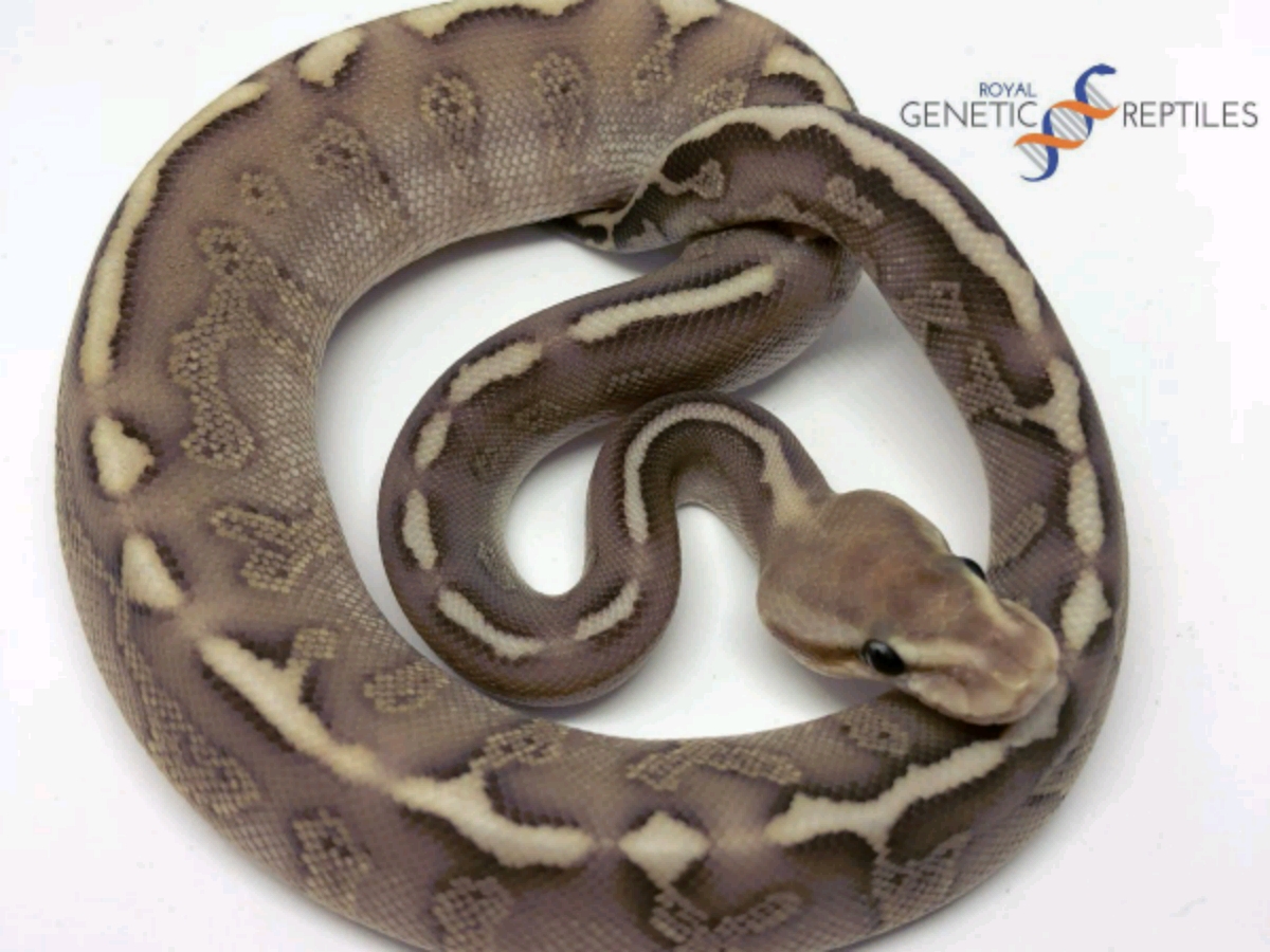 Chocolate Lesser Woma