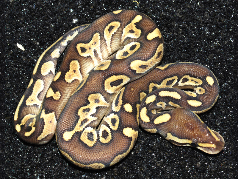 Chocolate Lesser