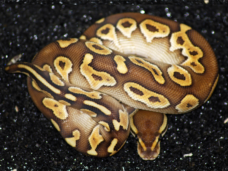 Chocolate Lesser