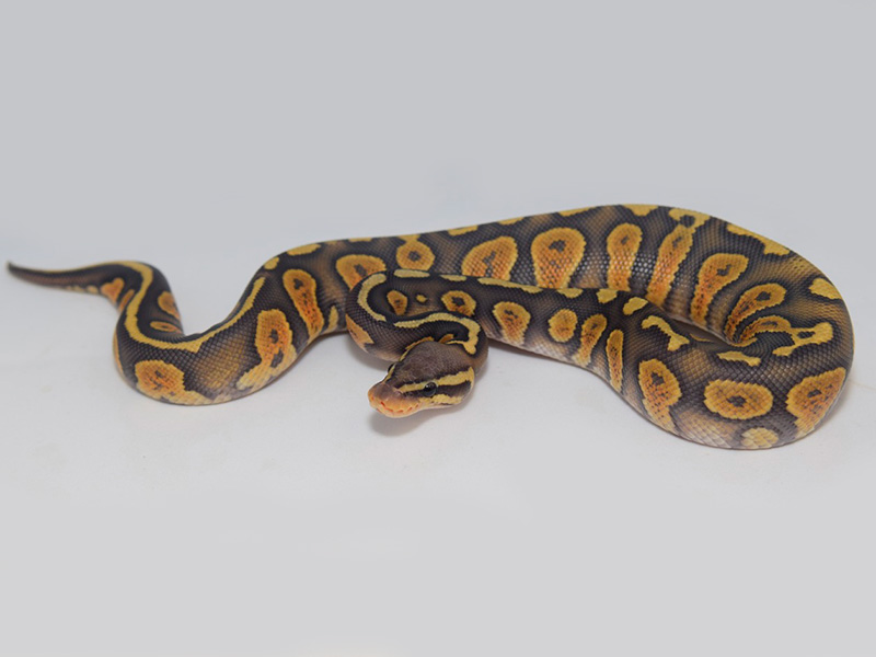 Chocolate Mojave Orange Ghost Pastel