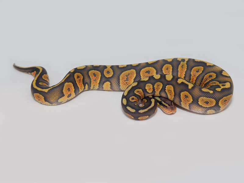 Chocolate Mojave Orange Ghost Pastel