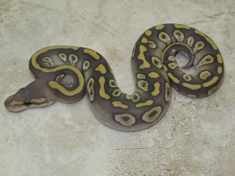 Chocolate Mojave Orange Ghost