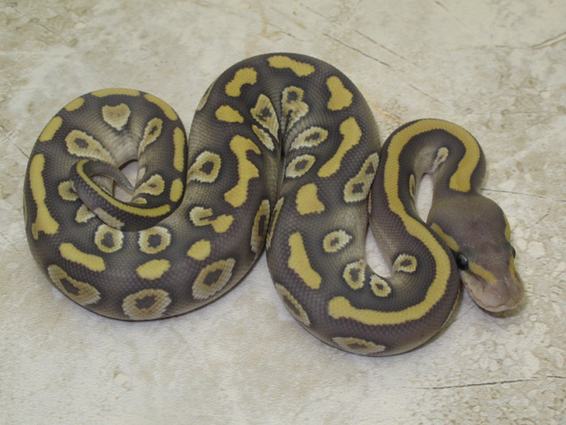 Chocolate Mojave Orange Ghost