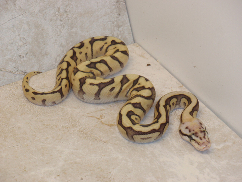 Chocolate Mojave Pastel Spider