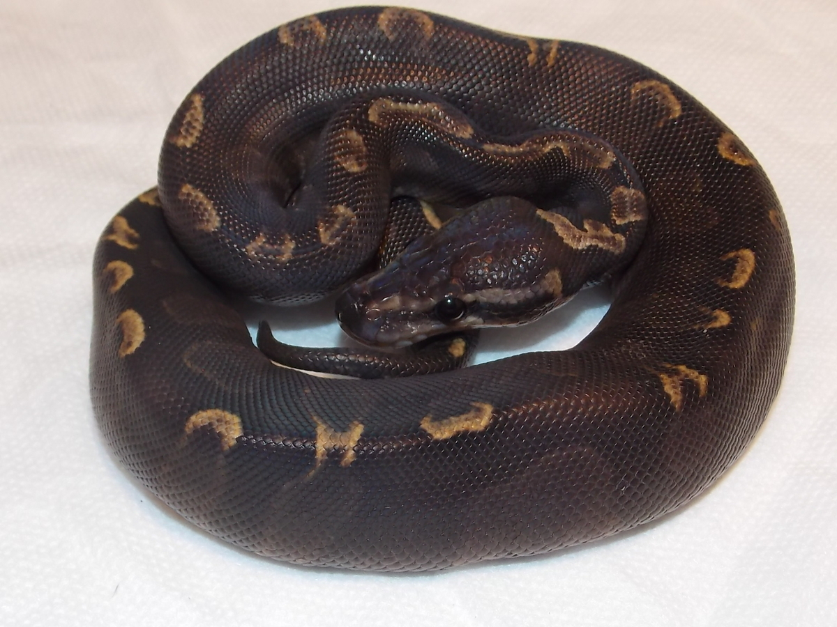 Chocolate Mojave Super Ghi