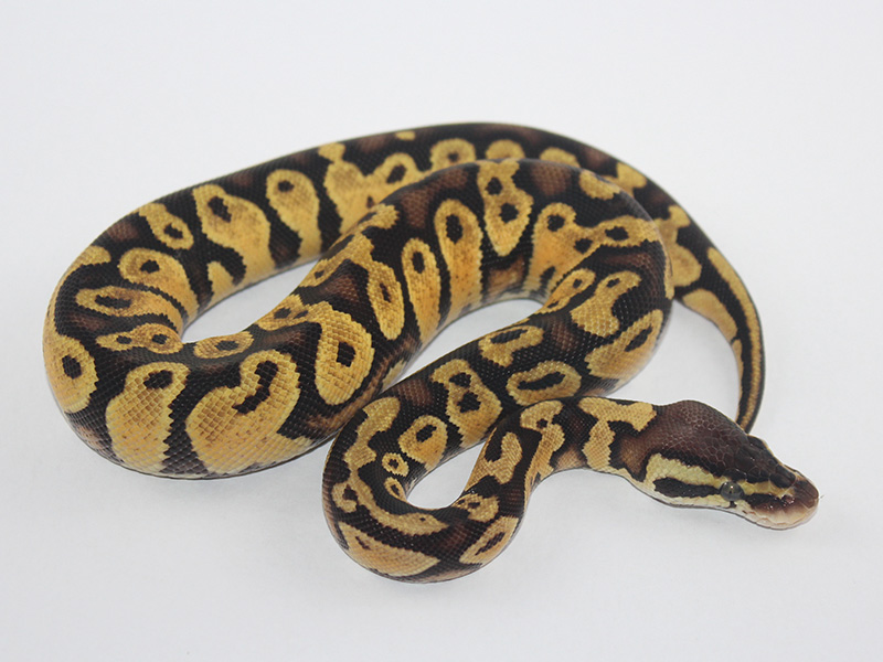 Chocolate Pastel Yellow Belly