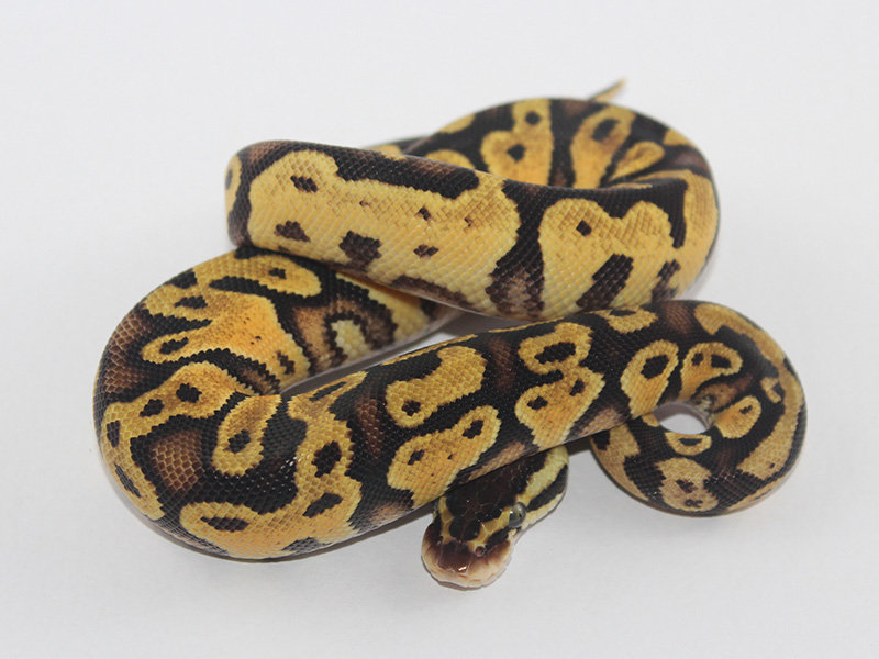 Chocolate Pastel Yellow Belly