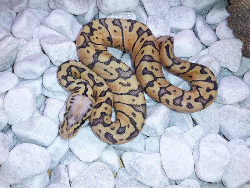 Chocolate Phantom Super Pastel Woma