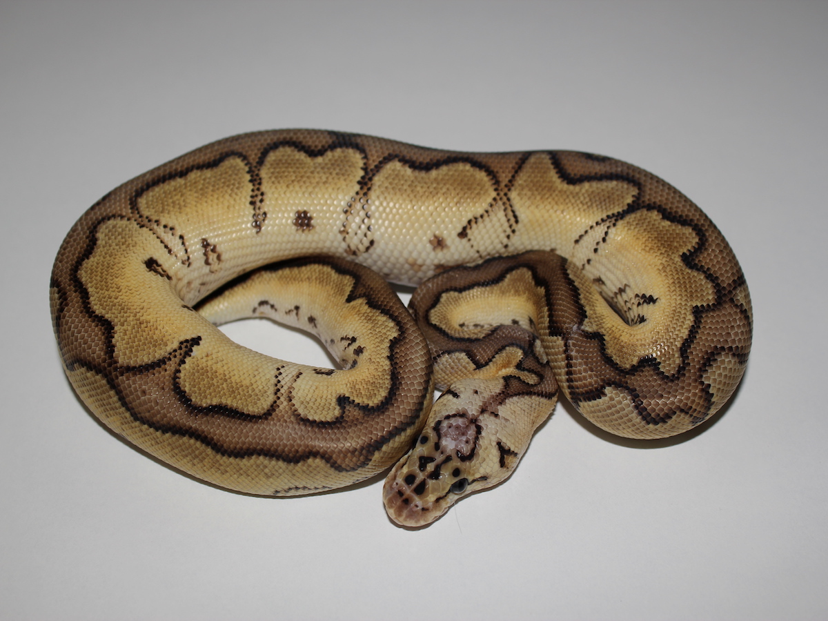 Cinnamon Clown Enchi Pastel