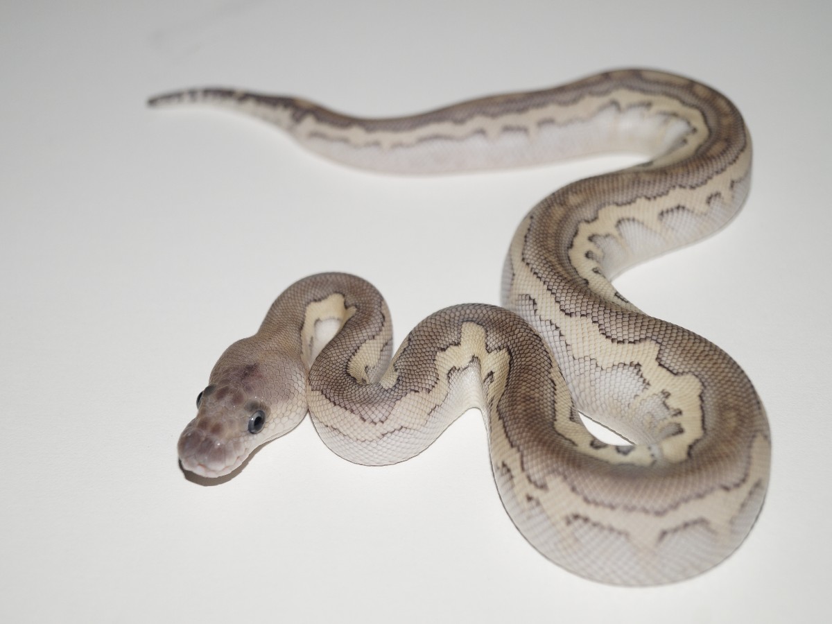 Cinnamon Clown Lesser Pastel