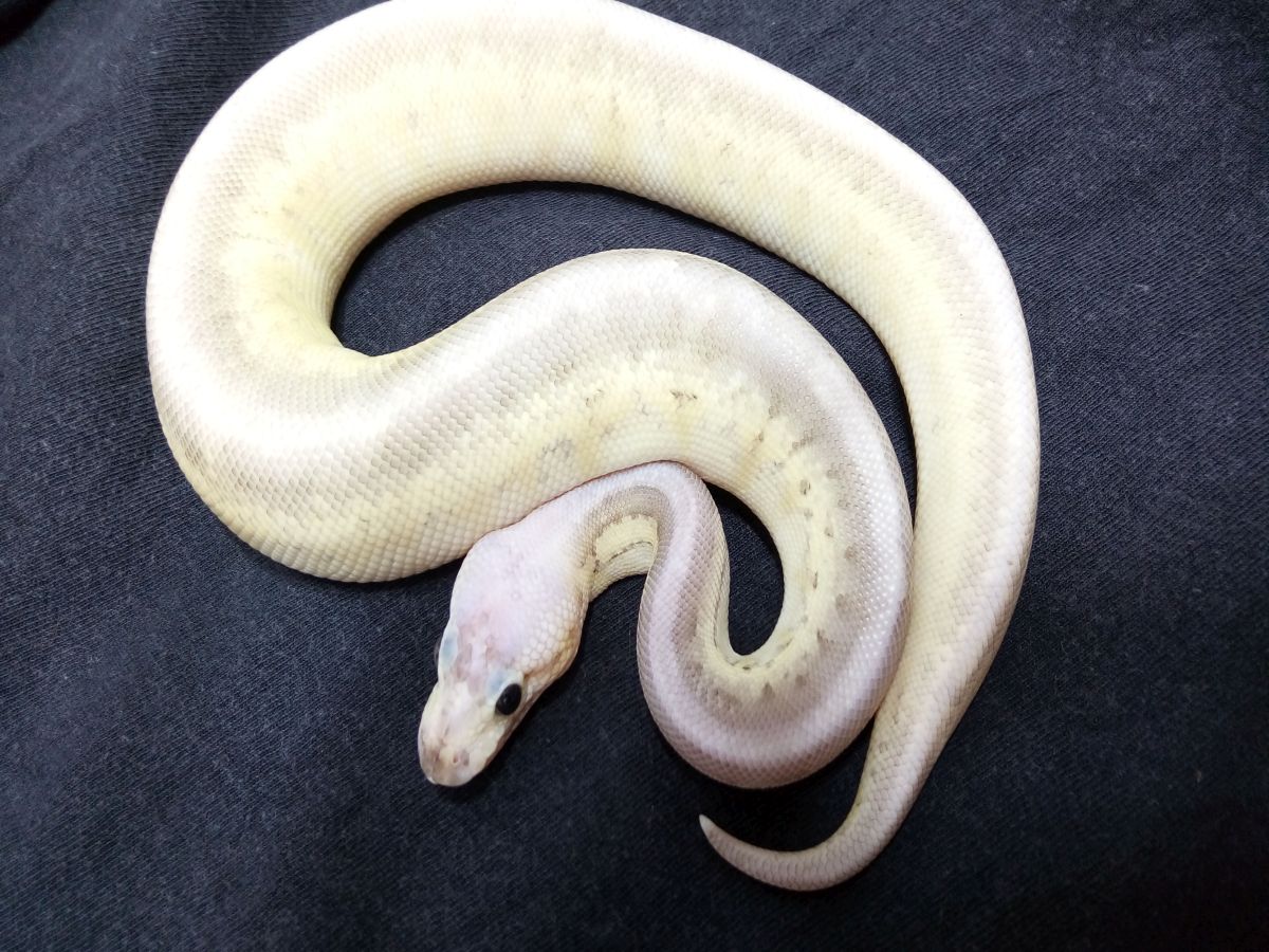 Morph list world of ball pythons