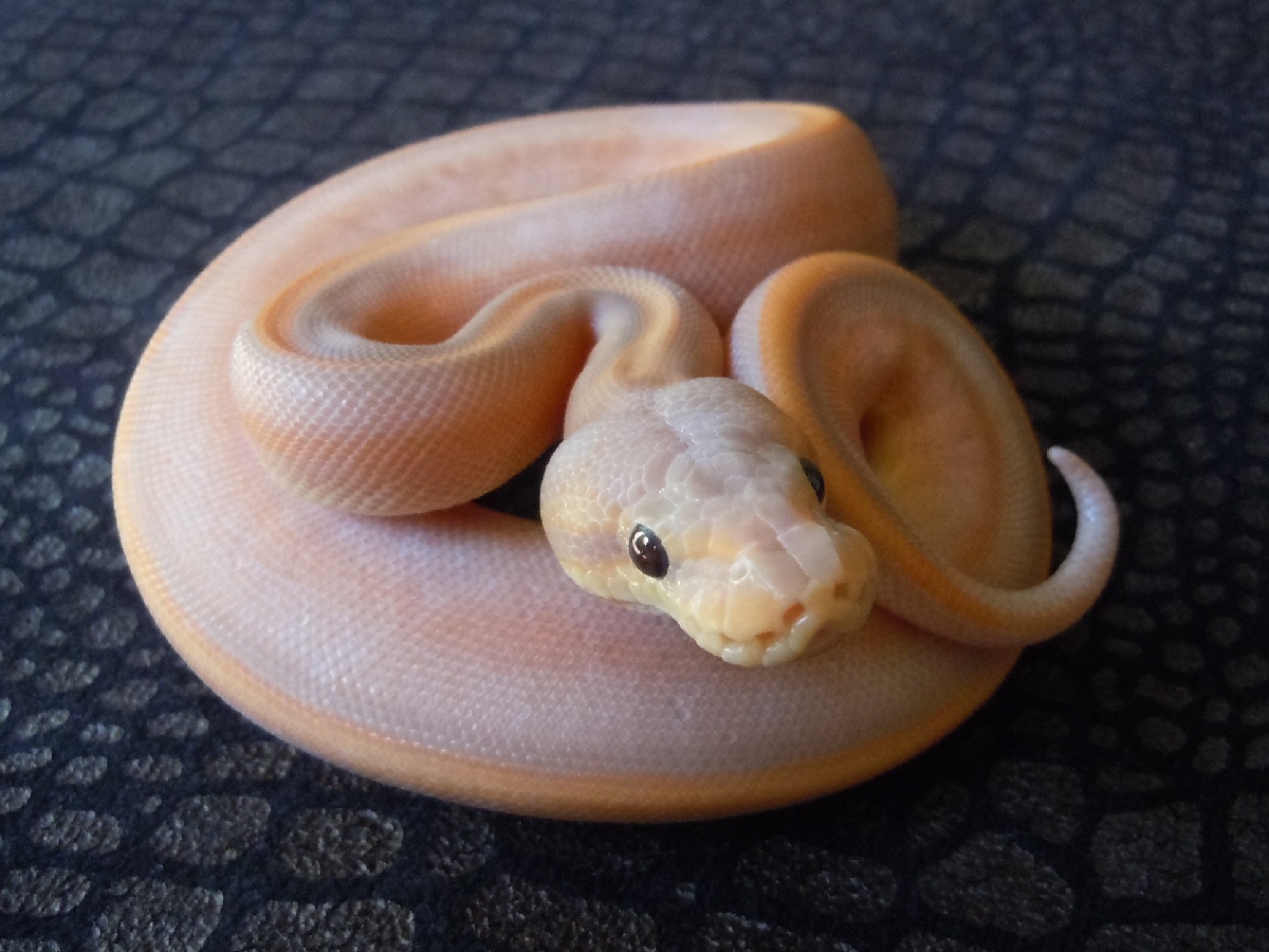 Cinnamon Coral Glow Genetic Stripe Lesser