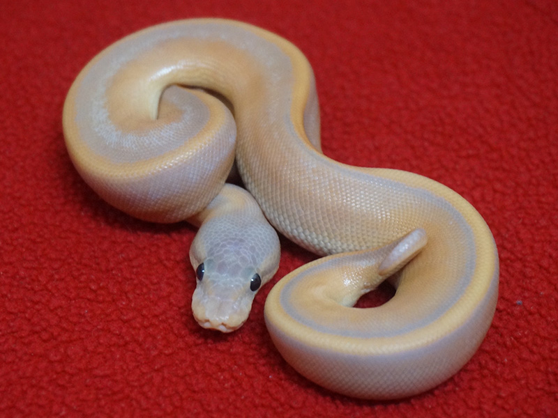 Cinnamon Coral Glow Genetic Stripe