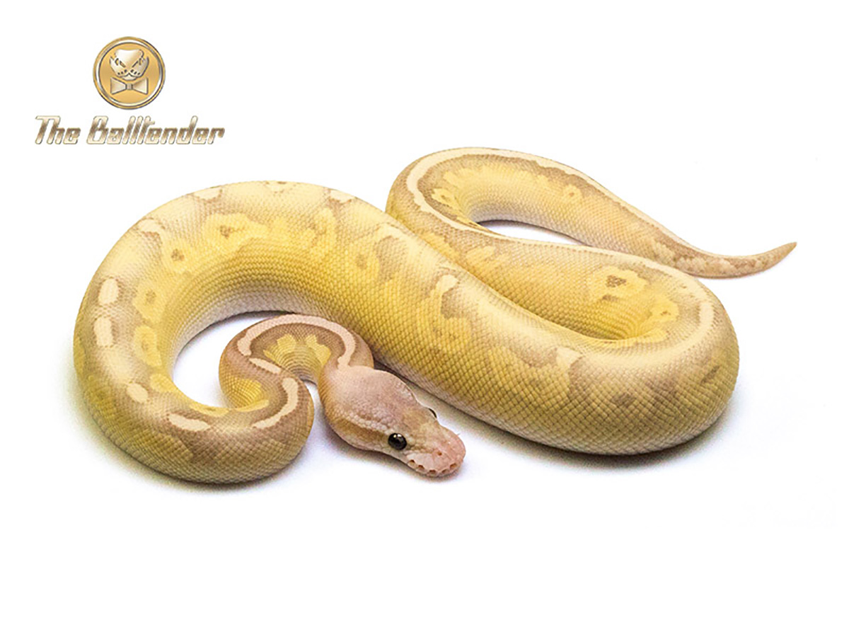 Cinnamon Coral Glow Lesser Pastel - Morph List - World of Ball Pythons