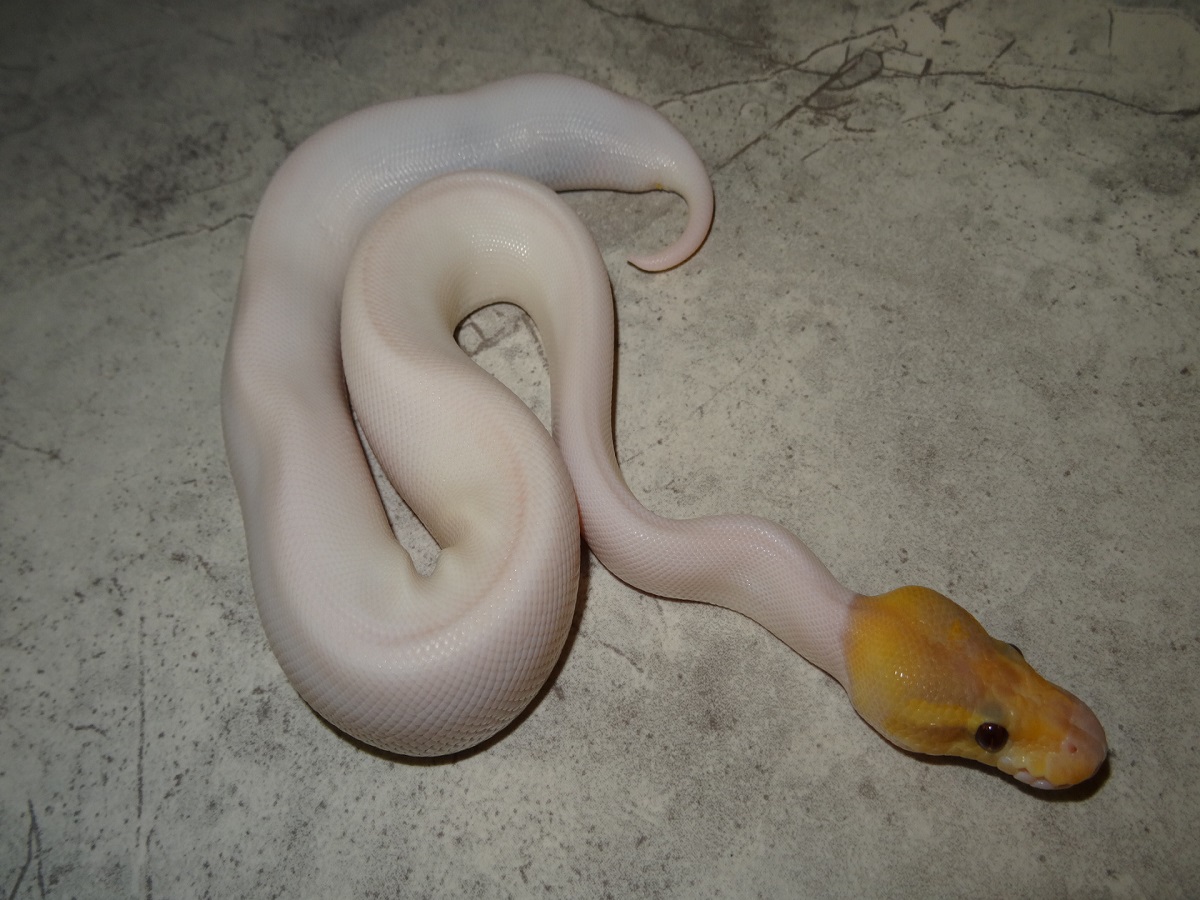 Cinnamon Coral Glow Piebald