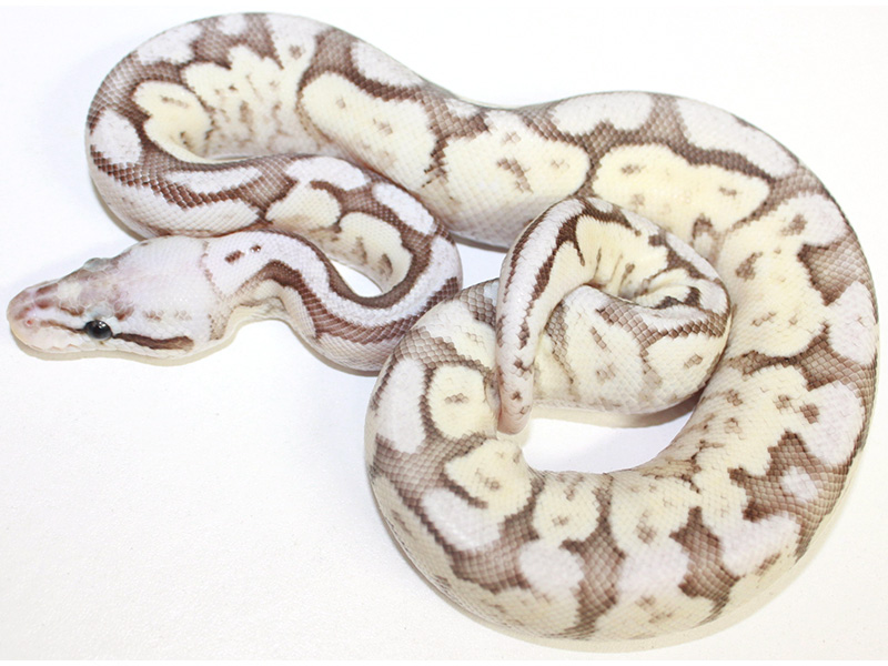 Cinnamon Creed Pastel Spider