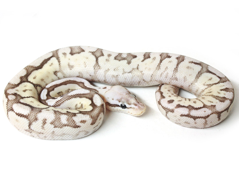 Cinnamon Creed Pastel Spider