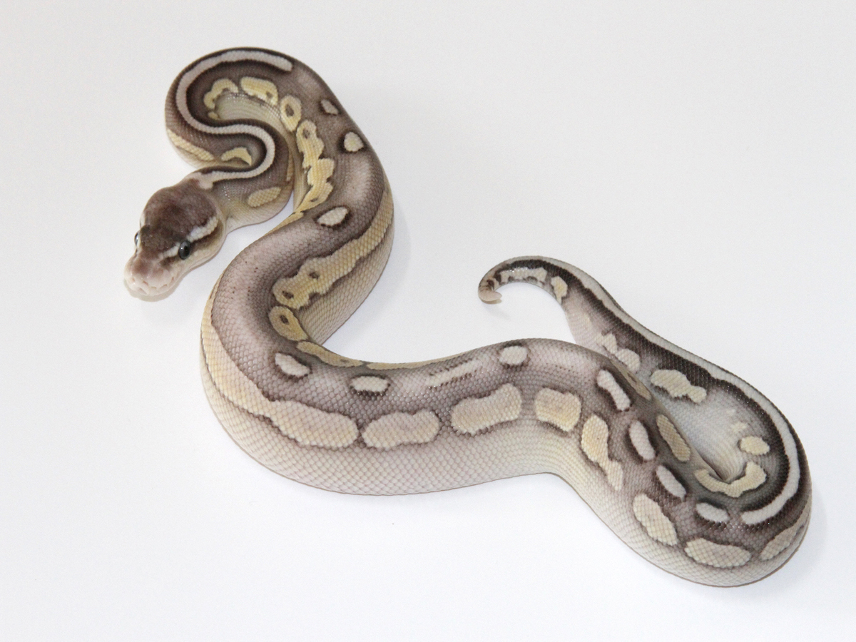 Cinnamon D-Stripe Lesser Pastel Yellow Belly