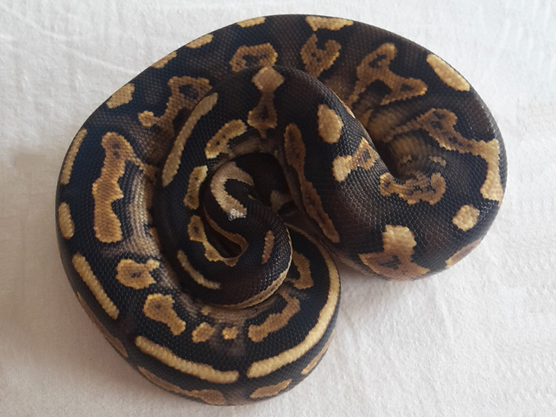 Cinnamon Desert Yellow Belly