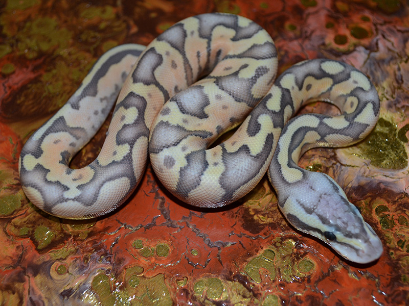 Cinnamon Enchi Fire Ghost Pastel