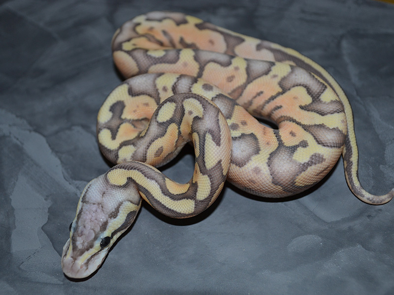 Cinnamon Enchi Fire Ghost Pastel