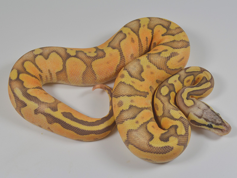 Cinnamon Enchi Fire Ghost Pastel